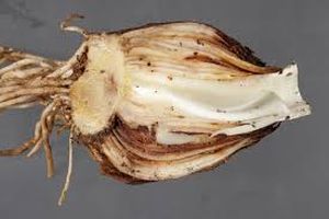 uploads/images/pest/onion nematodes.jpg